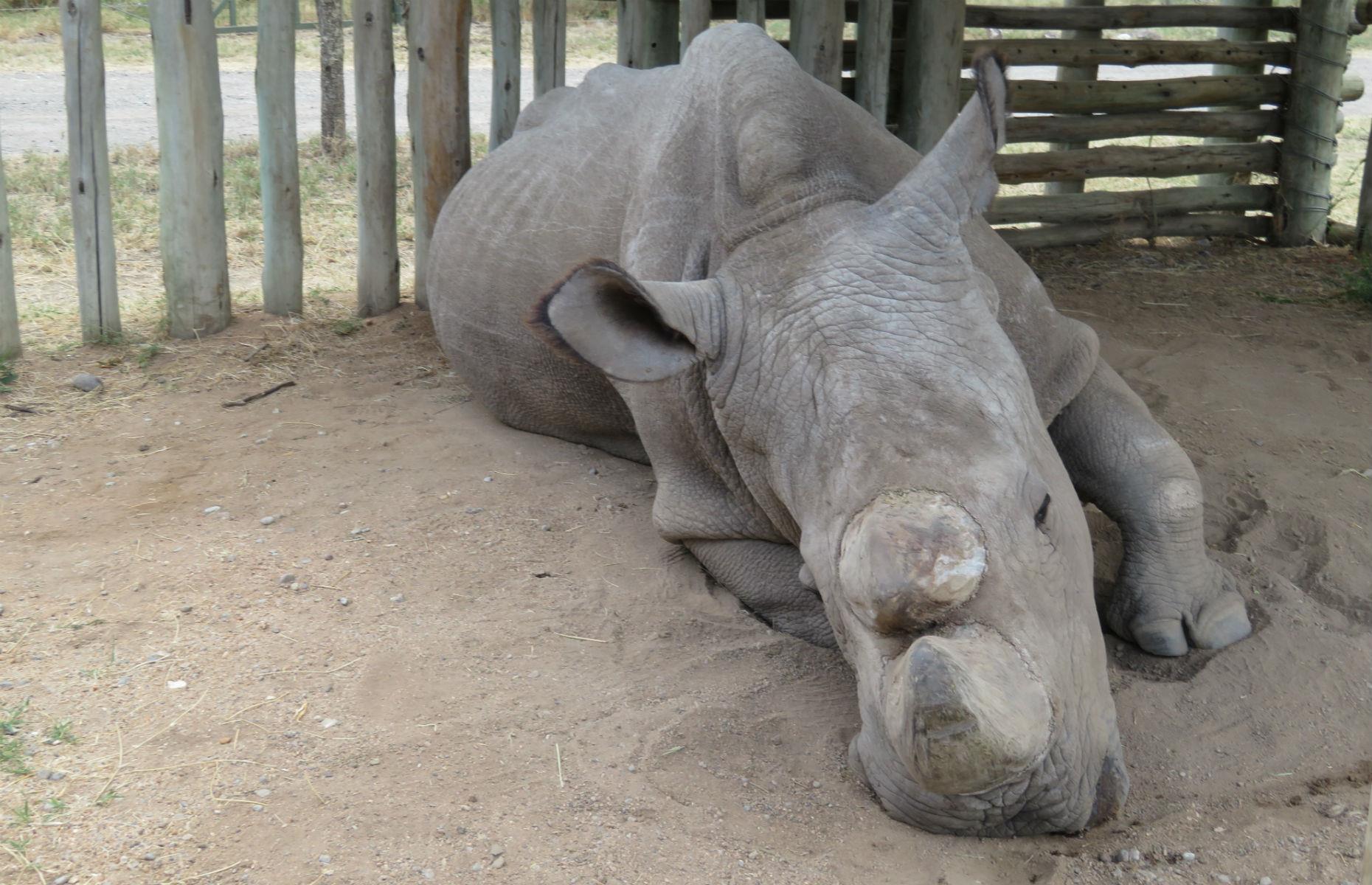 Animals on the edge of extinction